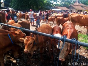 PMK di Banyuwangi Melonjak, Penjual Hewan Kurban Musiman Dilarang Melapak