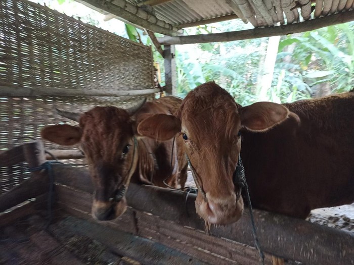 sapi-sapi di blitar