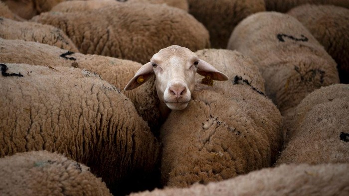 Moroccan student El Ouardani El Boutaybi works at Cooprado farm as attends a shepherding school in Casar de Caceres on May 13, 2022. - The shepherds school at Casar de Caceres is one of several such initiatives across Spain, the first of which was set up in the northern Basque Country in 1997. Completely free, the course is funded by the Cooprado livestock farmers cooperative, which pays for the teaching staff and course materials. (Photo by JORGE GUERRERO / AFP) (Photo by JORGE GUERRERO/AFP via Getty Images)