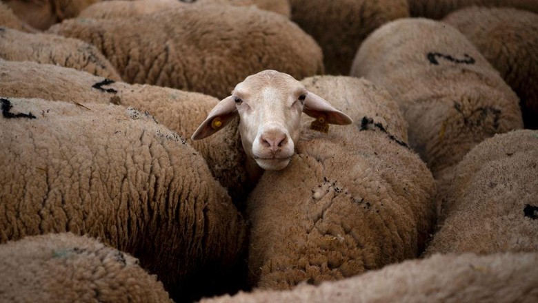 Unik, Ada Sekolah Gembala Domba di Spanyol Moroccan student El Ouardani El Boutaybi works at Cooprado farm as attends a shepherding school in Casar de Caceres on May 13, 2022. - The shepherds school at Casar de Caceres is one of several such initiatives across Spain, the first of which was set up in the northern Basque Country in 1997. Completely free, the course is funded by the Cooprado livestock farmers cooperative, which pays for the teaching staff and course materials. (Photo by JORGE GUERRERO / AFP) (Photo by JORGE GUERRERO/AFP via Getty Images)