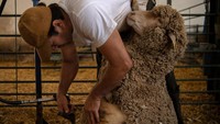 Sebagian besar peternakan domba dan kambing Spanyol terkonsentrasi di Extremadura yang berbatu.