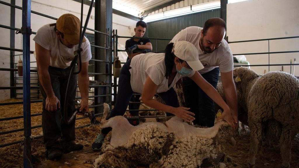 Unik, Ada Sekolah Gembala Domba di Spanyol