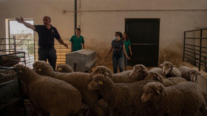 Moroccan student El Ouardani El Boutaybi works at Cooprado farm as attends a shepherding school in Casar de Caceres on May 13, 2022. - The shepherds' school at Casar de Caceres is one of several such initiatives across Spain, the first of which was set up in the northern Basque Country in 1997. Completely free, the course is funded by the Cooprado livestock farmers' cooperative, which pays for the teaching staff and course materials. (Photo by JORGE GUERRERO / AFP) (Photo by JORGE GUERRERO/AFP via Getty Images)