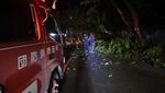 Pohon Tumbang Gegara Angin Kencang di Palu