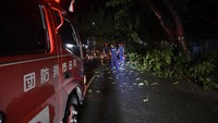 Sejumlah pohon di Palu tumbang dan menutup jalan akibat diterjang angin kencang yang sertai hujan.