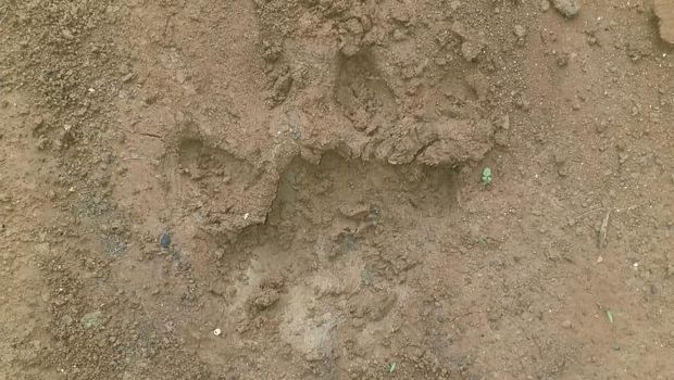 Jejak kaki harimau ditemukan didekat lokasi hewan ternak tewas.