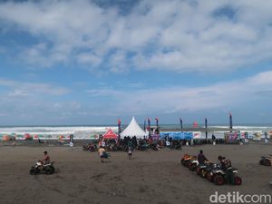Waspada! Ubur-ubur Mulai Muncul di Pantai Parangtritis