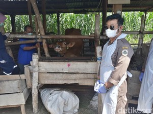 Mentan Targetkan Produksi 1 Juta Benih Kelapa