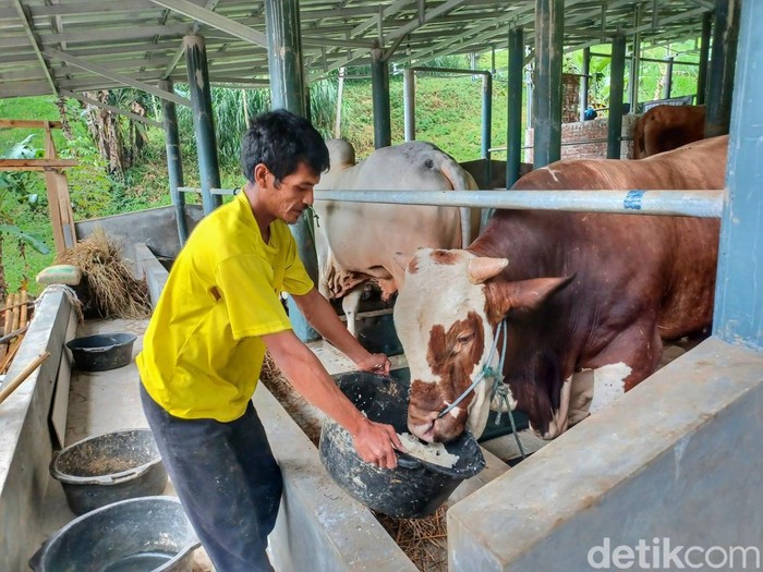 Perawatan sapi pmk.
