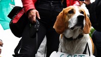 Kehadiran dua ekor anjing ini menarik perhatian sejumlah demonstran. Keduanya tampak bergabung bersama sejumlah orang lainnya saat ikut serta dalam aksi unjuk rasa memprotes kenaikan biaya hidup di Dublin, Irlandia.