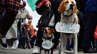 Dua ekor anjing bernama Buster dan Bailey ikut serta dalam aksi unjuk rasa memprotes kenaikan biaya hidup di Dublin, Irlandia, Sabtu (18/6/2022) waktu setempat.