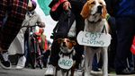Gaya Dua Anjing Ikut Demo Kenaikan Harga di Irlandia