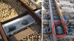 Bukan Buat Manusia, Deretan Jembatan Ini Dibangun untuk Hewan