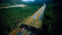 Sama seperti di Belgia, di Kanada juga terdapat jembatan penyeberangan hewan bernama Ecoduct di Banff National Park. Dok. Joel Sartore via Boredpanda. 