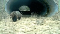 Tak hanya jembatan di atas jalan raya, Kanada juga memiliki terowongan untuk beruang di Banff National Park. Dok. highwaywilding via Boredpanda. 