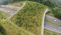 Sementara di negara tetangga, Singapura, terdapat jembatan Ecoduct yang ditumbuhi oleh pohon-pohon di atasnya. Dok. cheekyasian via Boredpanda. 
