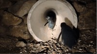 Di New Zealand ada jembatan terowongan bawah tanah yang digunakan untuk penyeberangan pinguin. Dok. Oamaru Blue Penguin Colony via Boredpanda.  