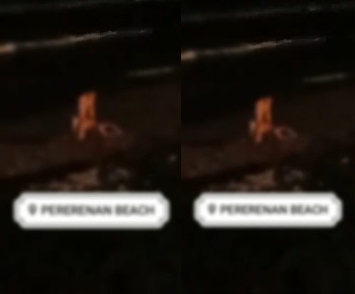 Video viral pasangan bule mesum diduga di pantai Pererenan, Mengwi, Badung