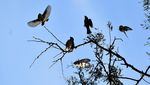 Melihat Pesona Burung Gelatik Jawa yang Terancam Punah