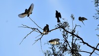 Burung endemik Pulau Jawa tersebut populasinya saat ini semakin menyusut dan terancam punah.