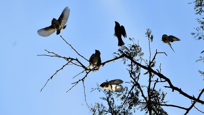 Melihat Pesona Burung Gelatik Jawa yang Terancam Punah Dikenal sebagai burung endemik Pulau Jawa, populasi Gelatik Jawa kian menyusut dan terancam punah. Hal itu salah satunya terjadi akibat perburuan liar.