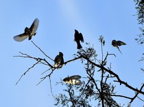 Populasi Burung Menurun Sebabkan Kematian Ratusan Orang di India