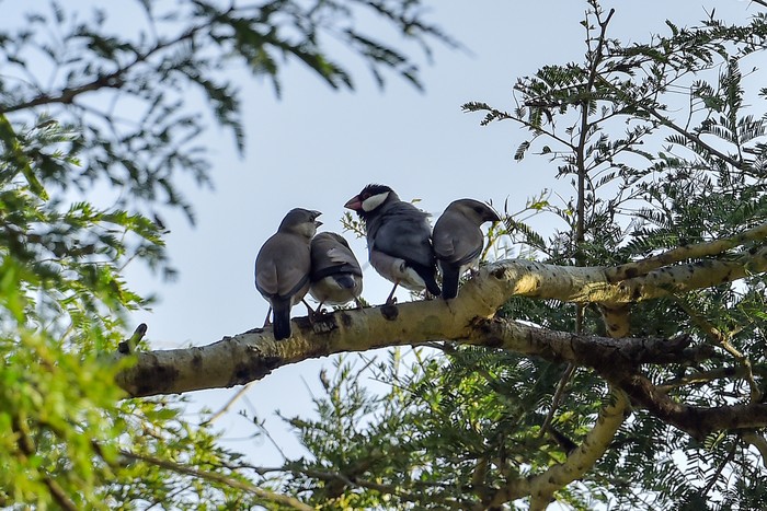 Dikenal sebagai burung endemik Pulau Jawa, populasi Gelatik Jawa kian menyusut dan terancam punah. Hal itu salah satunya terjadi akibat perburuan liar.