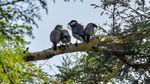 Melihat Pesona Burung Gelatik Jawa yang Terancam Punah