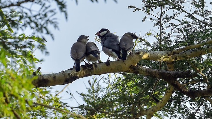 Dikenal sebagai burung endemik Pulau Jawa, populasi Gelatik Jawa kian menyusut dan terancam punah. Hal itu salah satunya terjadi akibat perburuan liar.
