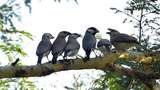 Melihat Pesona Burung Gelatik Jawa yang Terancam Punah