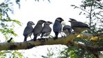 Melihat Pesona Burung Gelatik Jawa yang Terancam Punah
