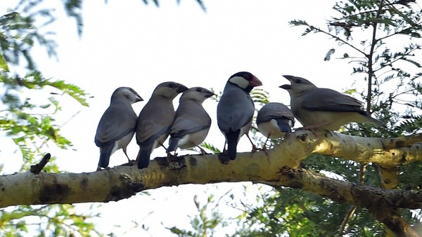 Sejumlah burung Gelatik Jawa (Padda oryzivora) bertengger di atas dahan pohon di Taman Nasional Baluran, Situbondo, Jawa Timur, Sabtu (18/6/2022).