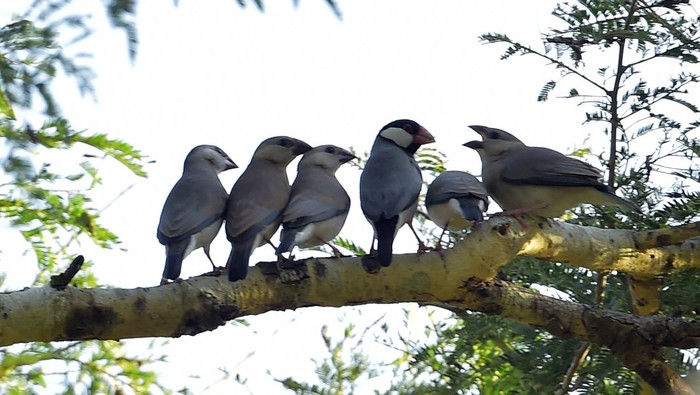 Melihat Pesona Burung Gelatik Jawa yang Terancam Punah Dikenal sebagai burung endemik Pulau Jawa, populasi Gelatik Jawa kian menyusut dan terancam punah. Hal itu salah satunya terjadi akibat perburuan liar.