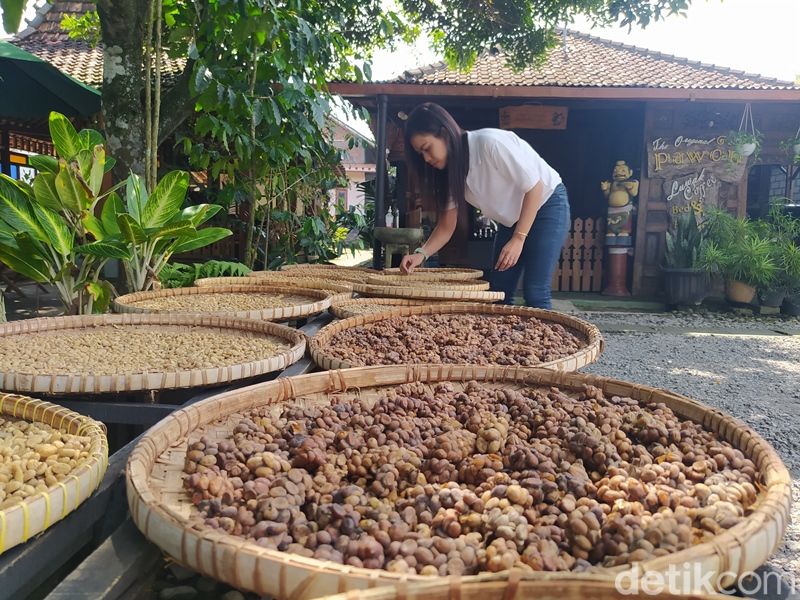 Pawon Luwak Coffee di Kabupaten Magelang. Foto diunggah pada Minggu (19/6/2022).