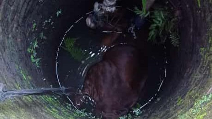 Pemadaman kebakaran Pemkab Klaten dan warga mengevakuasi sapi di Karanganom, Klaten Utara, Minggu (19/6/2022).