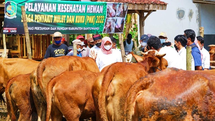 Pemkab Banyuwangi Bakal Keluarkan Sertifikat Hewan Ternak Bebas dari PMK