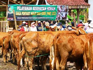 Wabah PMK Semakin Luas, Peternak Minta Penetapan KLB