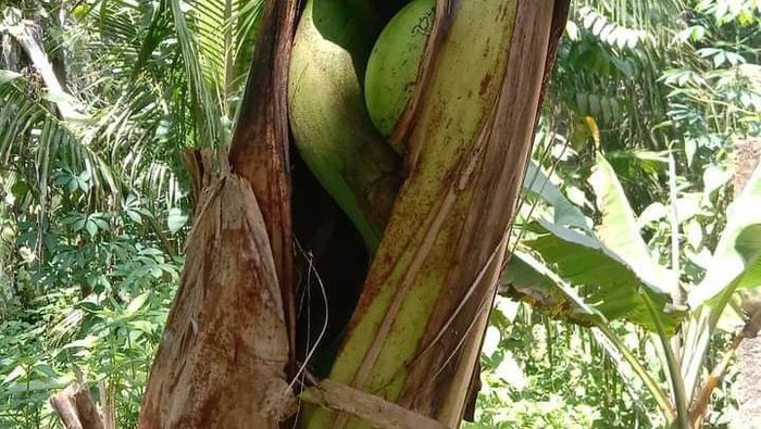Buah Pisang unik di Asahan tumbuh di dalam batang pohon. Sumber foto Facebook akun Mey Randa Butar Butar.