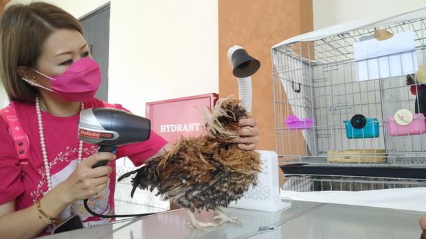 Ratusan Ayam Hias Kontes Bersaing di Kota Blitar