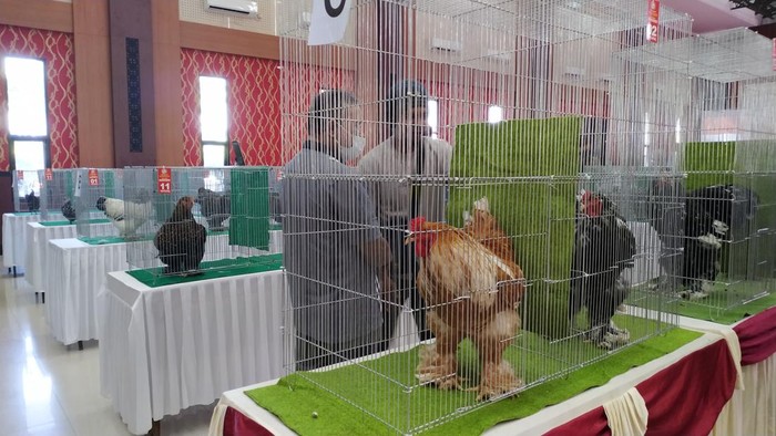 Ratusan Ayam Hias Kontes Bersaing di Kota Blitar