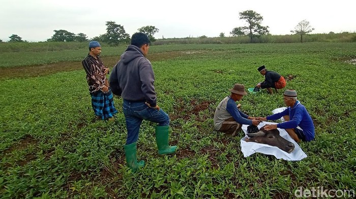 Tradisi menanam kepala kerbau di persawahan Desa Temulus Kecamatan Mejobo, Kudus, Jumat (17/6/2022).