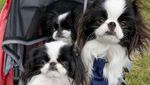 Gemas! Anjing Adu Cantik dan Manja di Dogfest Inggris