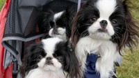 Tiga ekor Japanese Chin terlihat sangat mungil. Setuju?