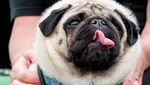 Gemas! Anjing Adu Cantik dan Manja di Dogfest Inggris