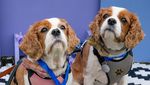 Gemas! Anjing Adu Cantik dan Manja di Dogfest Inggris