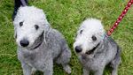 Gemas! Anjing Adu Cantik dan Manja di Dogfest Inggris