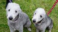Bulu bedlington terriers kembar ini bikin gemas.