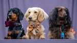 Gemas! Anjing Adu Cantik dan Manja di Dogfest Inggris