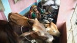 Bangladesh Banjir, Warga Ngungsi Bareng Hewan Ternak di Sekolah