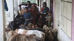 Bangladesh Banjir, Warga Ngungsi Bareng Hewan Ternak di Sekolah